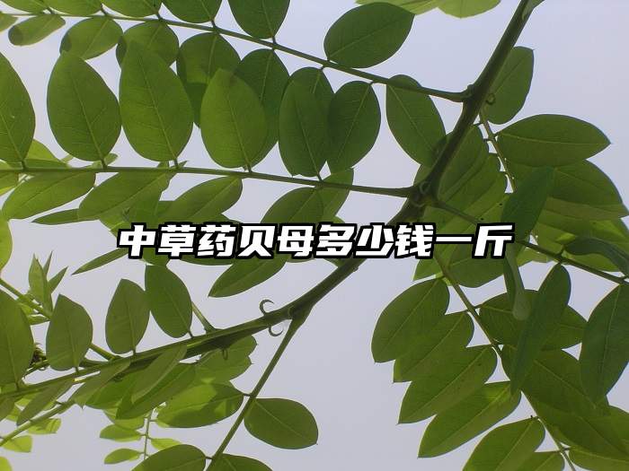 中草药贝母多少钱一斤