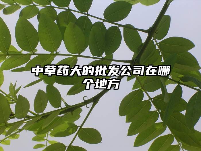 中草药大的批发公司在哪个地方