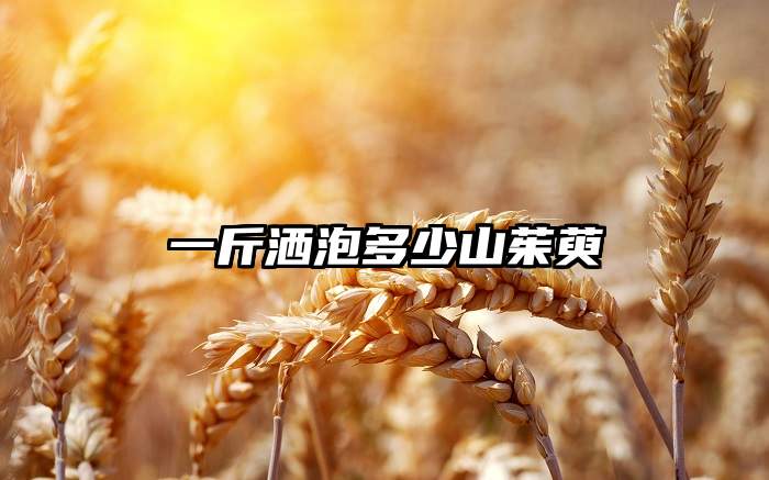 一斤洒泡多少山茱萸