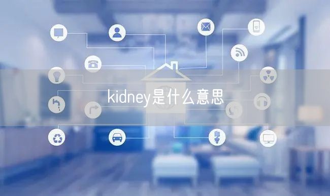 kidney是什么意思