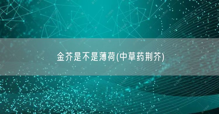 金芥是不是薄荷(中草药荆芥)